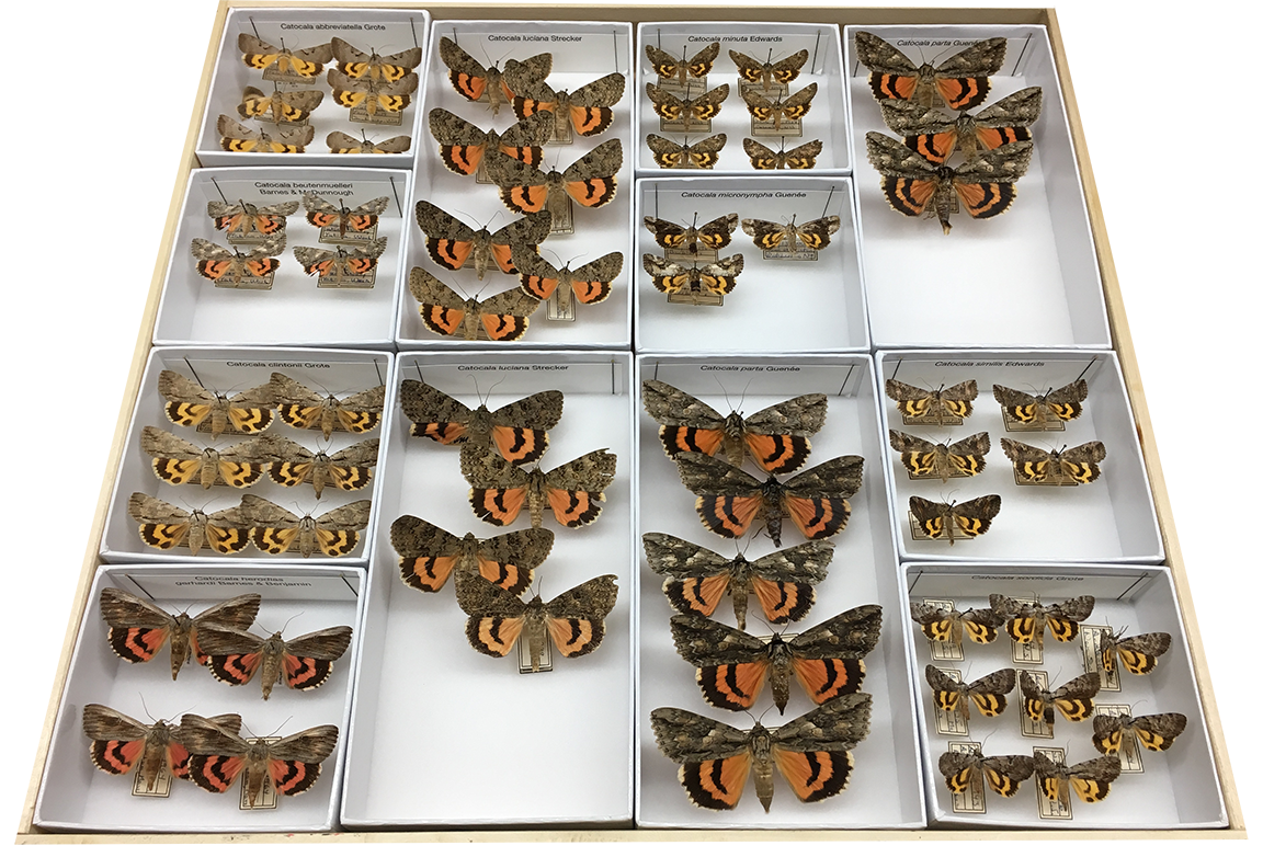 Drawer of underwing moth specimens.